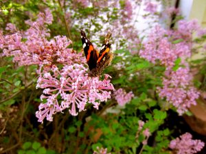 Choosing to walk in freedom