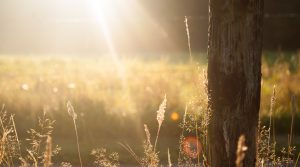 sun-trees-unsplash pics