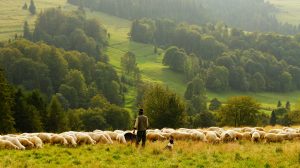 sheep and shepherd